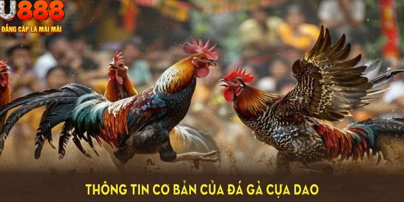 Tổng quan những nét cơ bản về bộ môn chọi kê cựa dao