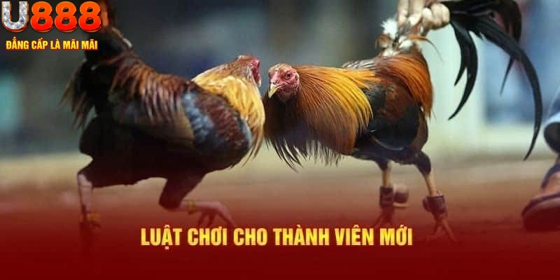 Luật tham gia đá gà cựa dao cơ bản cho khách hàng mới