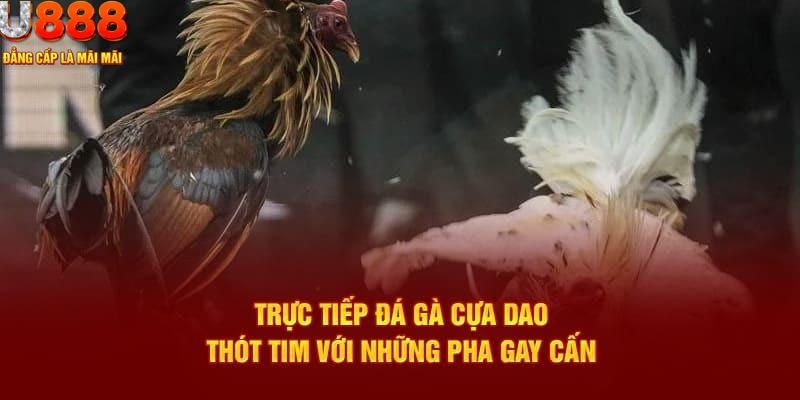 Ưu điểm tuyệt vời mà bộ môn chọi kê cựa cựa dao trực tuyến mang lại