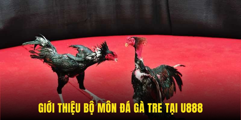 Tìm hiểu về đá gà tre