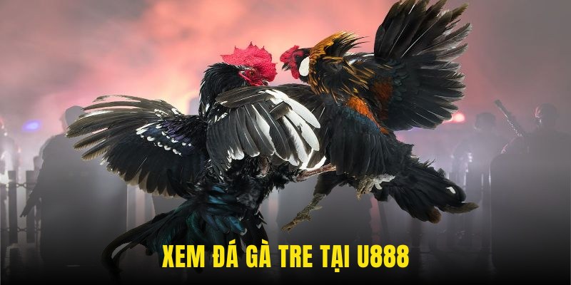 Xem đá gà tre tại U888