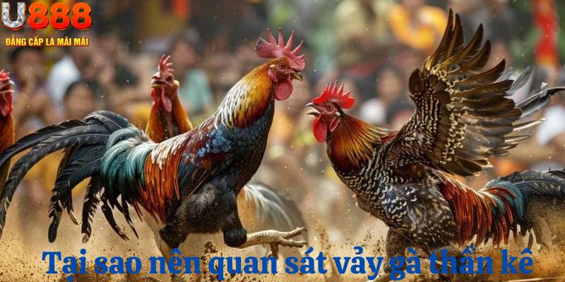 Tại sao nên quan sát vảy khi tham cá cược đá gà U888